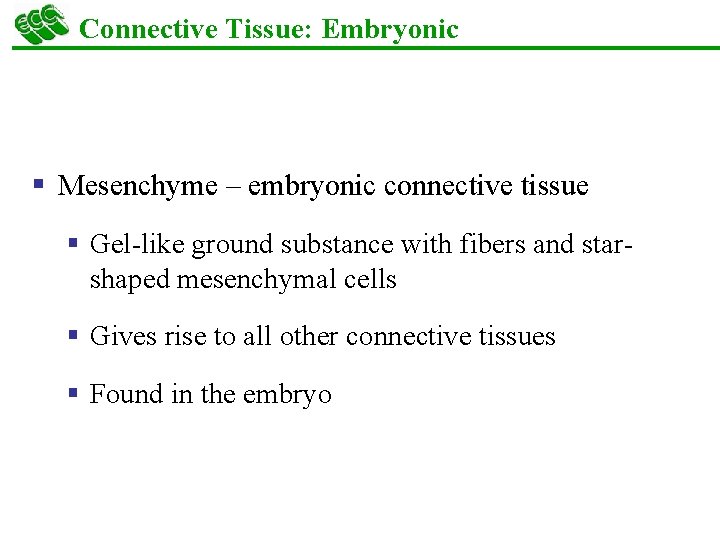 Connective Tissue: Embryonic § Mesenchyme – embryonic connective tissue § Gel-like ground substance with