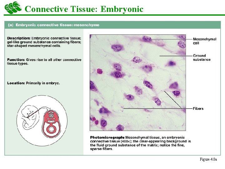 Connective Tissue: Embryonic Figure 4. 8 a 