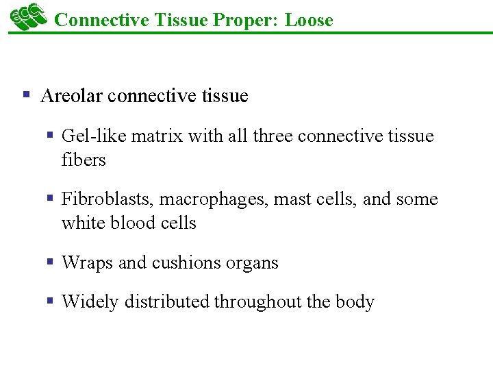 Connective Tissue Proper: Loose § Areolar connective tissue § Gel-like matrix with all three