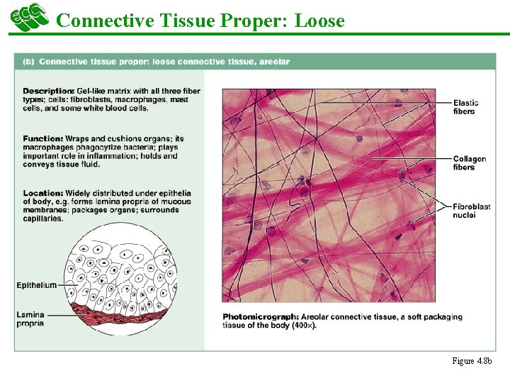 Connective Tissue Proper: Loose Figure 4. 8 b 