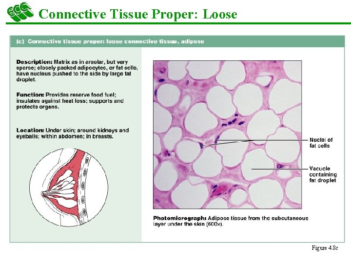 Connective Tissue Proper: Loose Figure 4. 8 c 