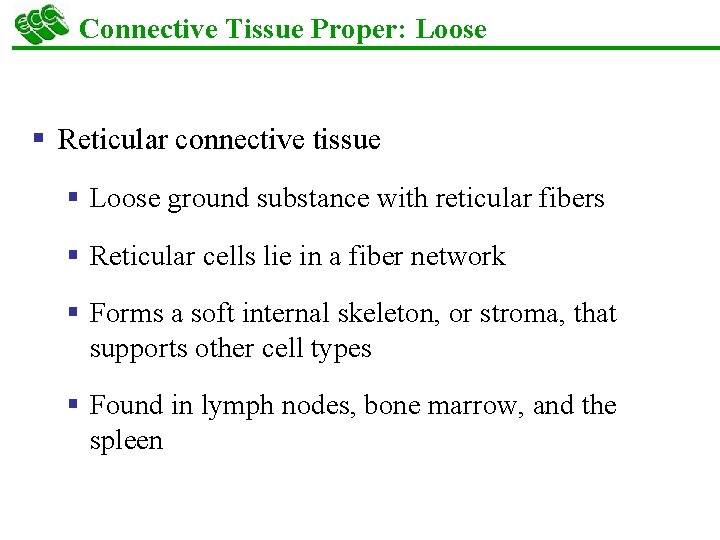 Connective Tissue Proper: Loose § Reticular connective tissue § Loose ground substance with reticular