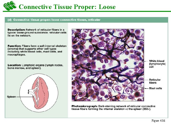 Connective Tissue Proper: Loose Figure 4. 8 d 