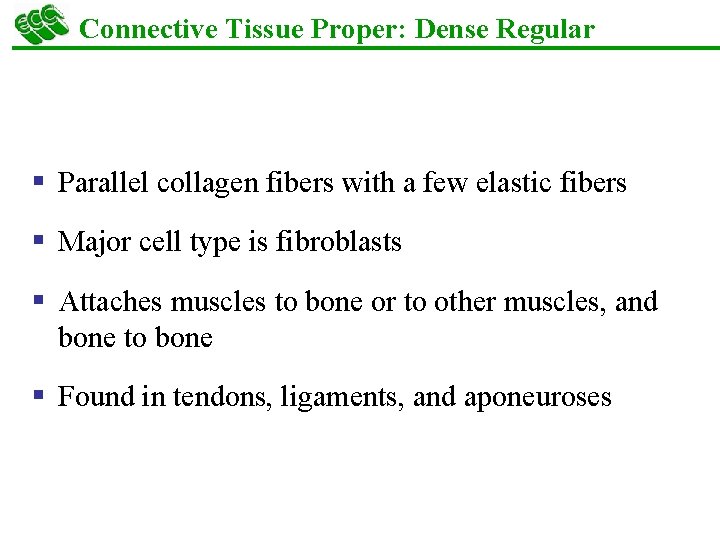 Connective Tissue Proper: Dense Regular § Parallel collagen fibers with a few elastic fibers