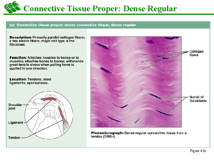 Connective Tissue Proper: Dense Regular Figure 4. 8 e 