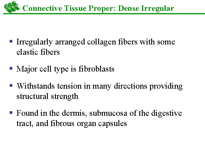 Connective Tissue Proper: Dense Irregular § Irregularly arranged collagen fibers with some elastic fibers