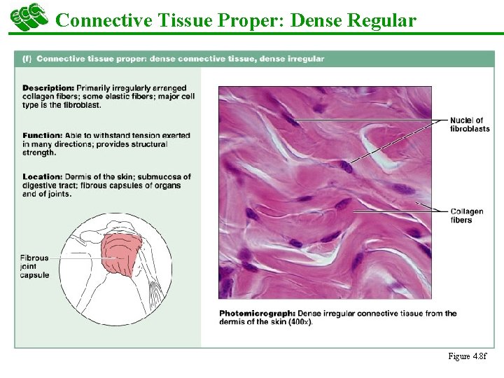 Connective Tissue Proper: Dense Regular Figure 4. 8 f 