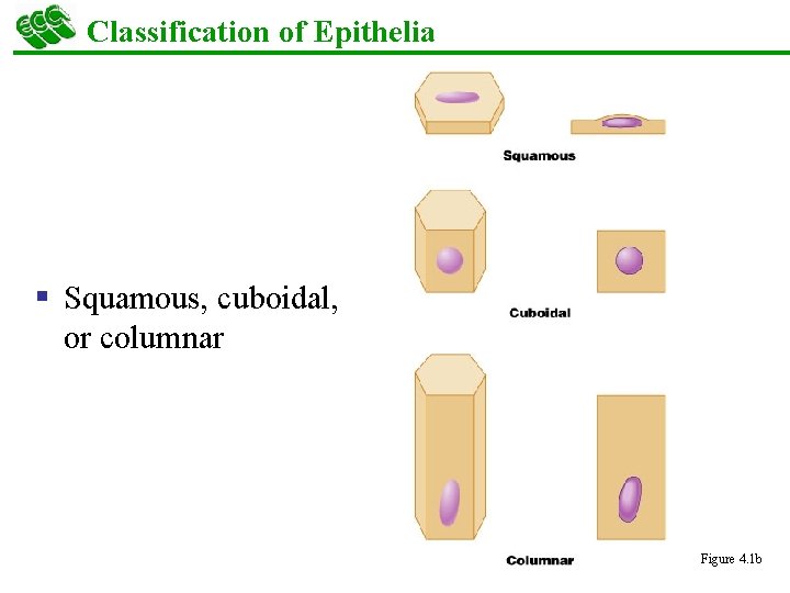 Classification of Epithelia § Squamous, cuboidal, or columnar Figure 4. 1 b 