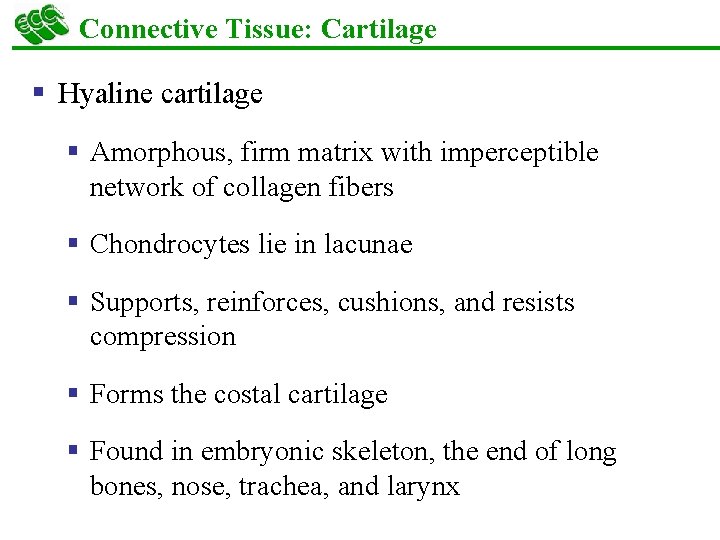 Connective Tissue: Cartilage § Hyaline cartilage § Amorphous, firm matrix with imperceptible network of