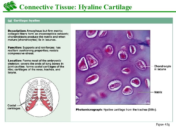 Connective Tissue: Hyaline Cartilage Figure 4. 8 g 