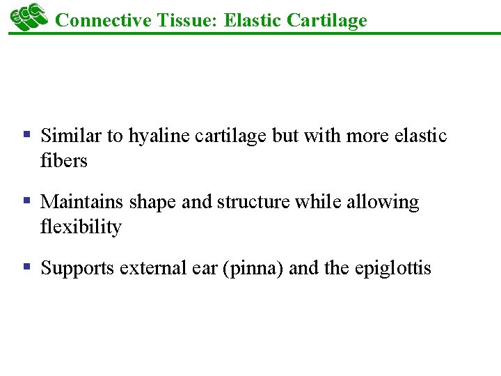 Connective Tissue: Elastic Cartilage § Similar to hyaline cartilage but with more elastic fibers