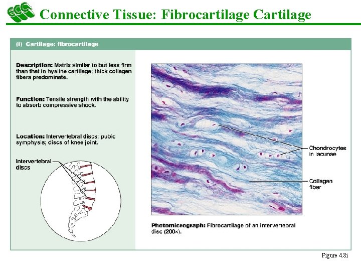 Connective Tissue: Fibrocartilage Cartilage § Matrix similar to hyaline cartilage but less firm with