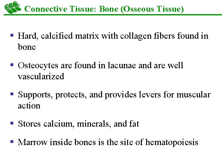 Connective Tissue: Bone (Osseous Tissue) § Hard, calcified matrix with collagen fibers found in