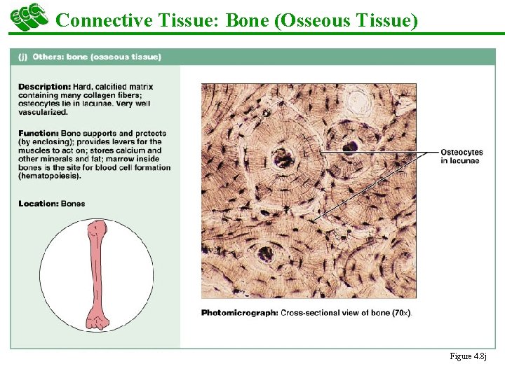 Connective Tissue: Bone (Osseous Tissue) Figure 4. 8 j 