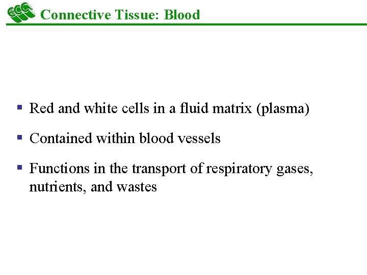 Connective Tissue: Blood § Red and white cells in a fluid matrix (plasma) §