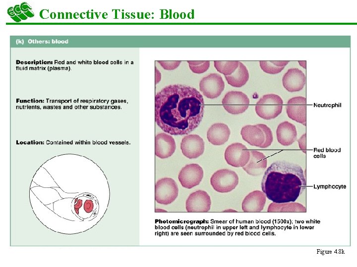 Connective Tissue: Blood Figure 4. 8 k 