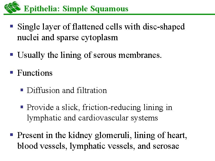 Epithelia: Simple Squamous § Single layer of flattened cells with disc-shaped nuclei and sparse