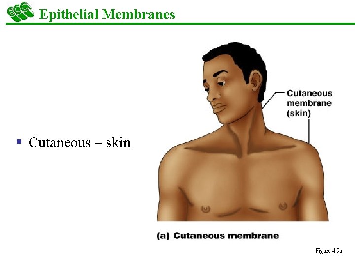 Epithelial Membranes § Cutaneous – skin Figure 4. 9 a 
