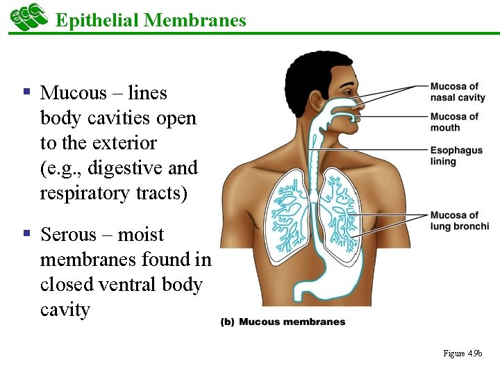 Epithelial Membranes § Mucous – lines body cavities open to the exterior (e. g.