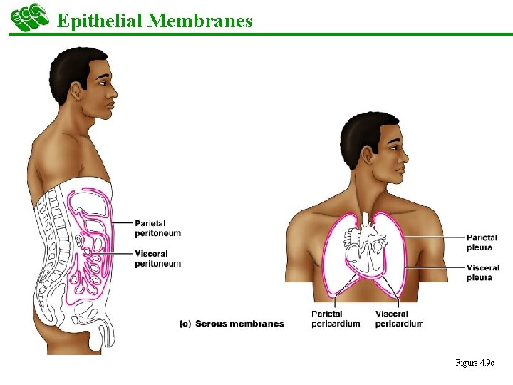 Epithelial Membranes Figure 4. 9 c 