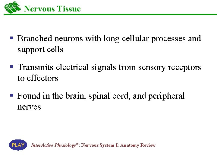 Nervous Tissue § Branched neurons with long cellular processes and support cells § Transmits