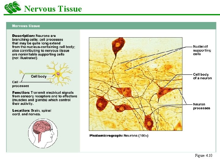 Nervous Tissue Figure 4. 10 