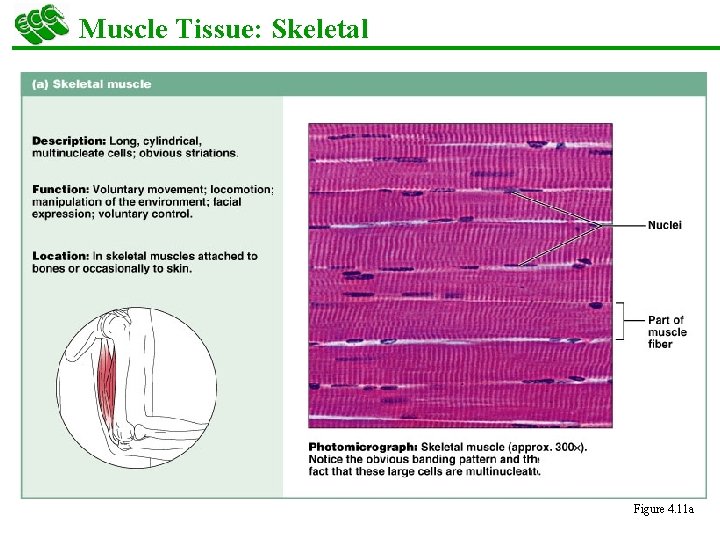 Muscle Tissue: Skeletal § Long, cylindrical, multinucleate cells with obvious striations § Initiates and