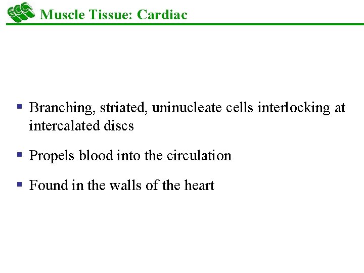 Muscle Tissue: Cardiac § Branching, striated, uninucleate cells interlocking at intercalated discs § Propels