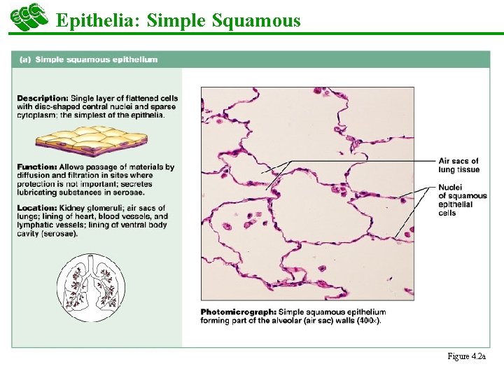 Epithelia: Simple Squamous Figure 4. 2 a 