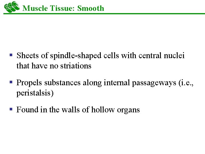 Muscle Tissue: Smooth § Sheets of spindle-shaped cells with central nuclei that have no