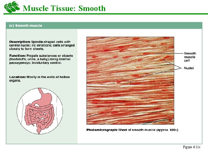 Muscle Tissue: Smooth Figure 4. 11 c 