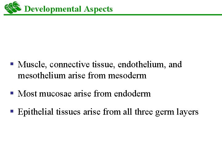 Developmental Aspects § Muscle, connective tissue, endothelium, and mesothelium arise from mesoderm § Most