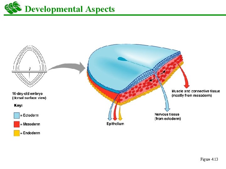 Developmental Aspects Figure 4. 13 