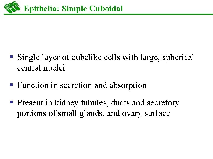 Epithelia: Simple Cuboidal § Single layer of cubelike cells with large, spherical central nuclei