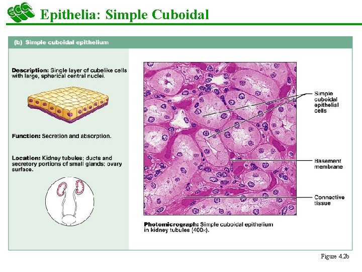 Epithelia: Simple Cuboidal § Single layer of cubelike cells with large, spherical central nuclei