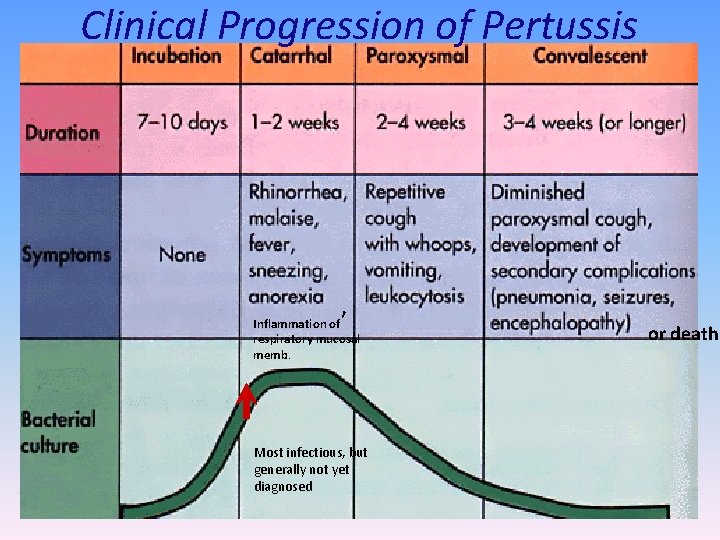 Clinical Progression of Pertussis , Inflammation of respiratory mucosal memb. Most infectious, but generally