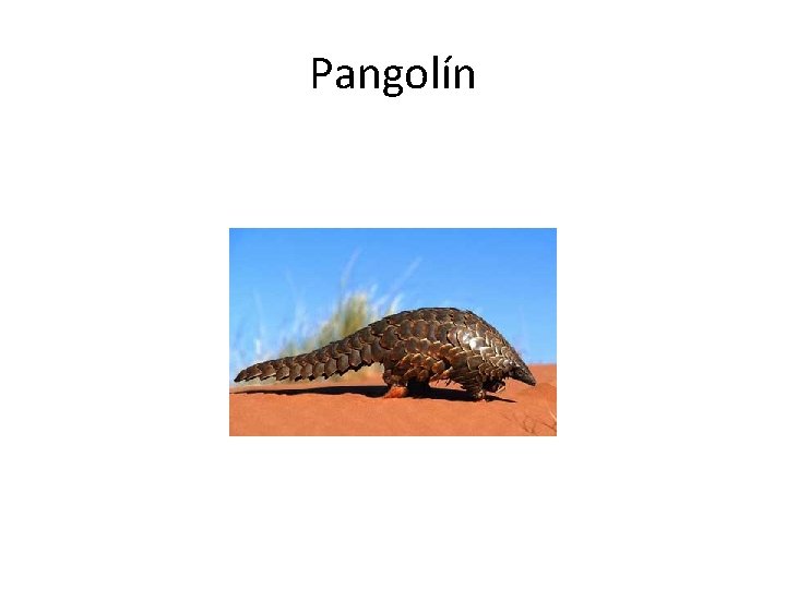 Pangolín 