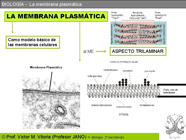 BIOLOGÍA - La membrana plasmática LA MEMBRANA PLASMÁTICA Como modelo básico de las membranas