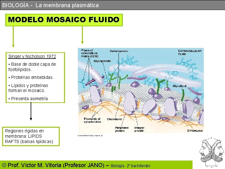BIOLOGÍA - La membrana plasmática MODELO MOSAICO FLUIDO Singer y Nicholson 1972 • Base BIOLOGÍA - La membrana plasmática MODELO MOSAICO FLUIDO Singer y Nicholson 1972 • Base