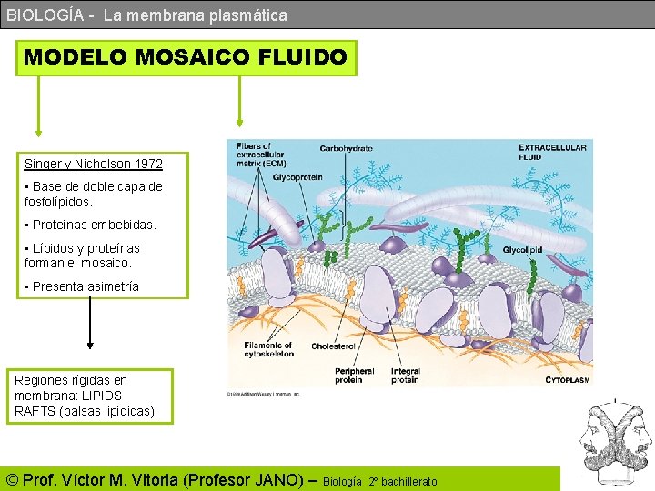 BIOLOGÍA - La membrana plasmática MODELO MOSAICO FLUIDO Singer y Nicholson 1972 • Base