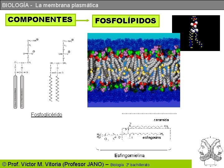 BIOLOGÍA - La membrana plasmática COMPONENTES FOSFOLÍPIDOS Fosfoglicérido © Prof. Víctor M. Vitoria (Profesor BIOLOGÍA - La membrana plasmática COMPONENTES FOSFOLÍPIDOS Fosfoglicérido © Prof. Víctor M. Vitoria (Profesor