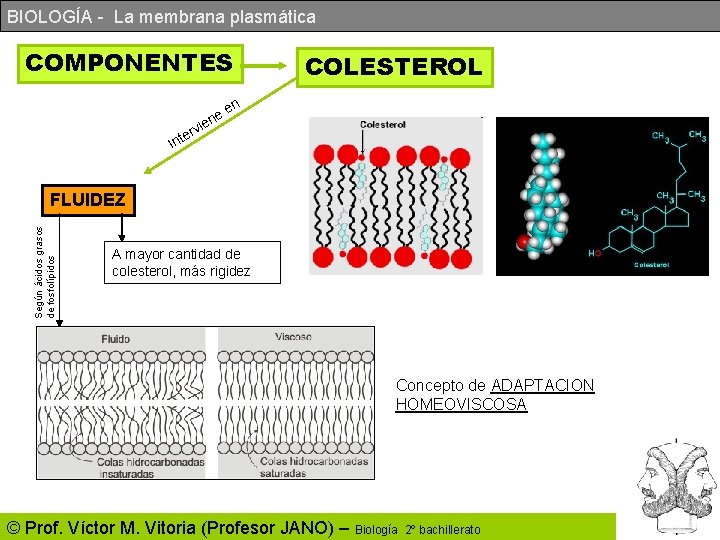 BIOLOGÍA - La membrana plasmática COMPONENTES COLESTEROL n e ne ie erv t n