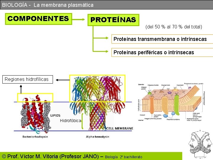 BIOLOGÍA - La membrana plasmática COMPONENTES PROTEÍNAS (del 50 % al 70 % del