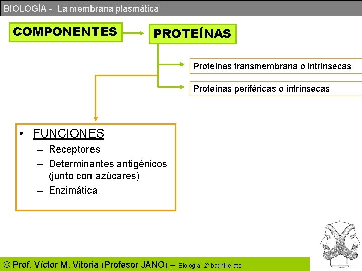 BIOLOGÍA - La membrana plasmática COMPONENTES PROTEÍNAS Proteínas transmembrana o intrínsecas Proteínas periféricas o BIOLOGÍA - La membrana plasmática COMPONENTES PROTEÍNAS Proteínas transmembrana o intrínsecas Proteínas periféricas o