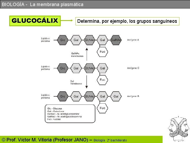 BIOLOGÍA - La membrana plasmática GLUCOCÁLIX Determina, por ejemplo, los grupos sanguíneos © Prof. BIOLOGÍA - La membrana plasmática GLUCOCÁLIX Determina, por ejemplo, los grupos sanguíneos © Prof.