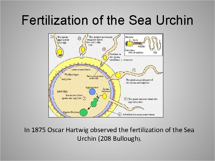 Fertilization of the Sea Urchin In 1875 Oscar Hartwig observed the fertilization of the