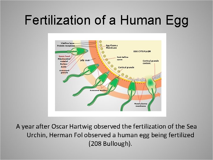 Fertilization of a Human Egg A year after Oscar Hartwig observed the fertilization of
