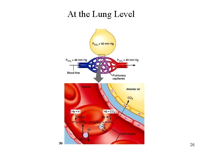 At the Lung Level 26 