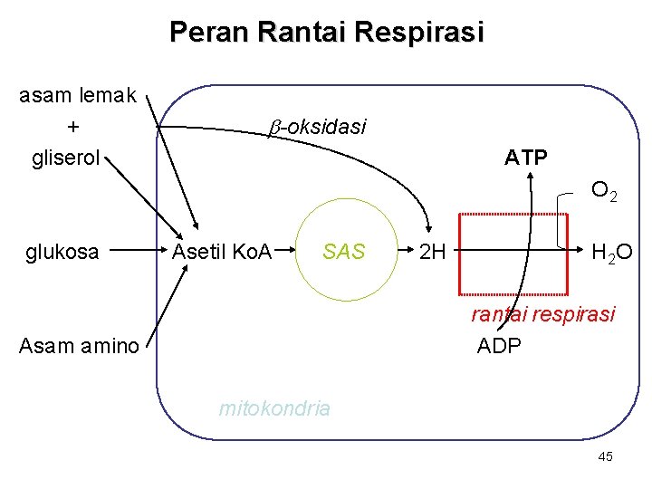 Peran Rantai Respirasi asam lemak + gliserol b-oksidasi ATP O 2 glukosa Asetil Ko.