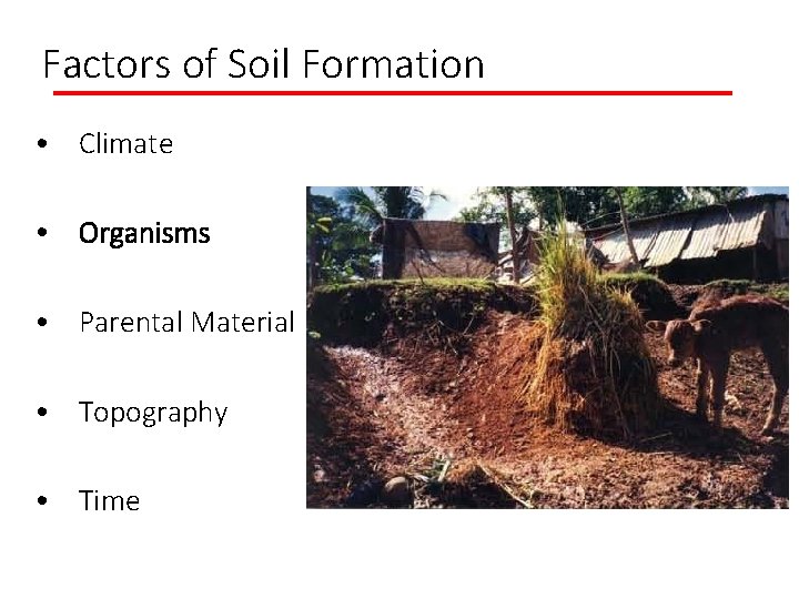 Factors of Soil Formation • Climate • Organisms • Parental Material • Topography •